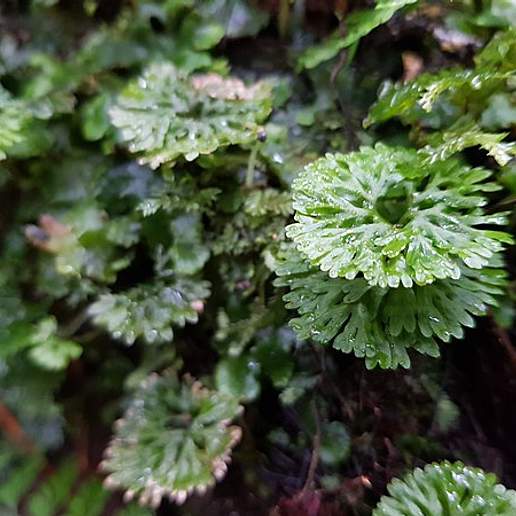 Hymenophyton Flabellatum