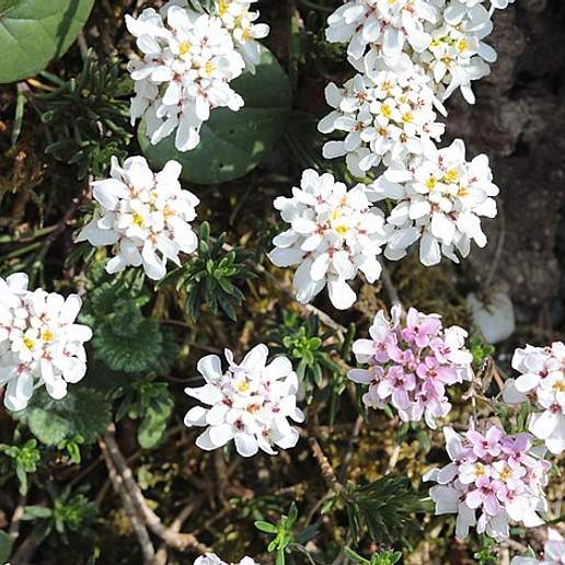 Rock Candytuft