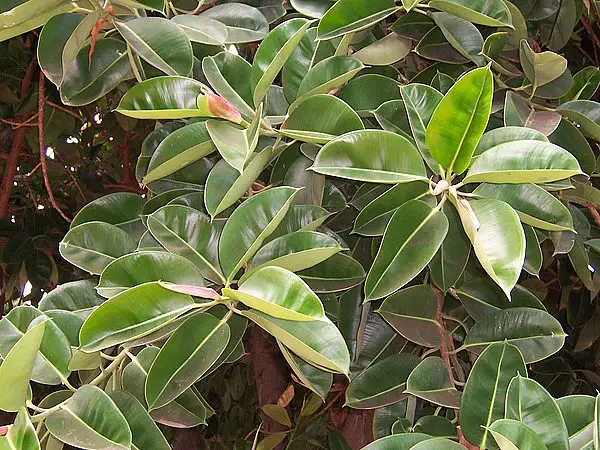 Rubberplant