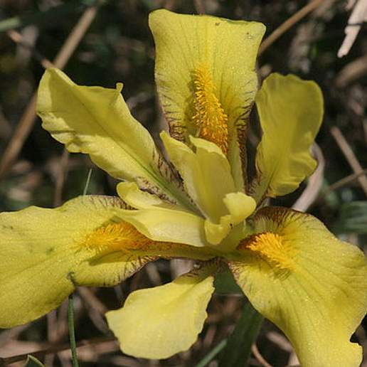 Iris Humilis