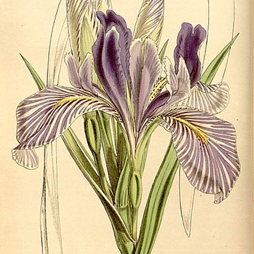 Coast Iris