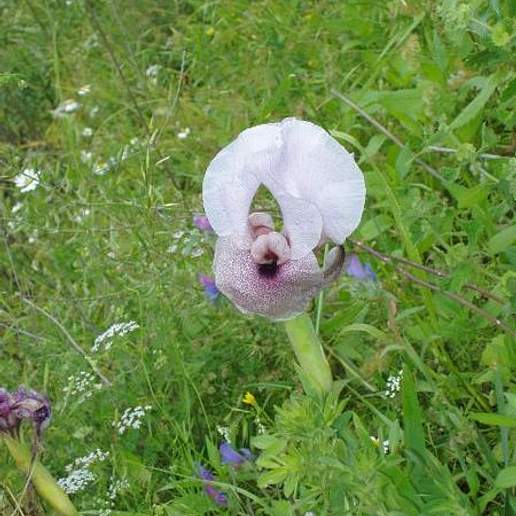 Iris Lortetii