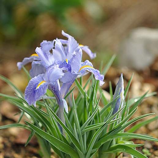 Iris planifolia