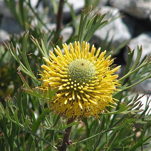 Isopogon Anemonifolius Pubescens