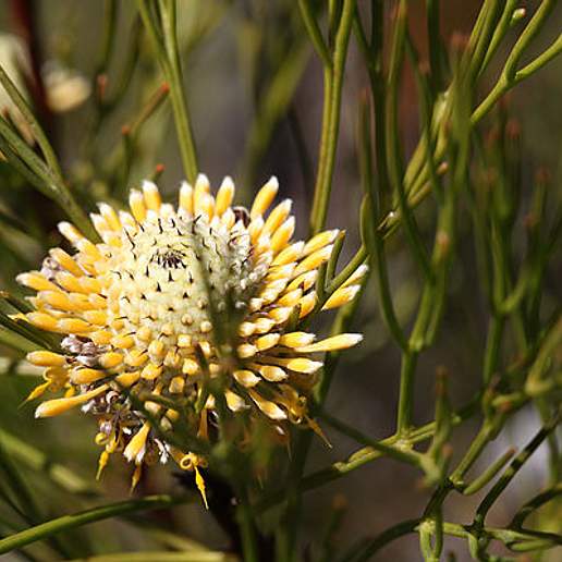 Isopogon Globosus