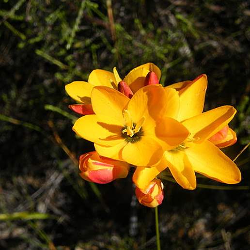 Gladiolus Umbellatus