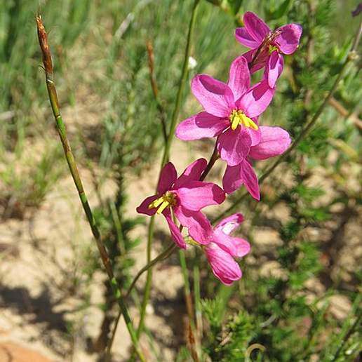 Melasphaerula Ramosa