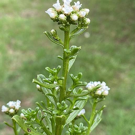 Ixodia Achillaeoides