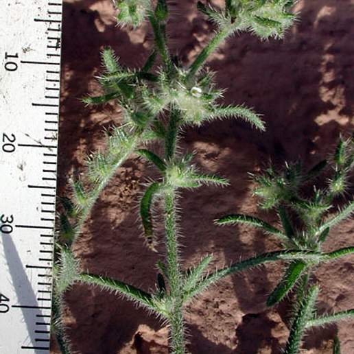 Johnstonella Angustifolia