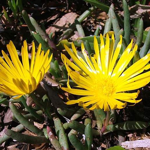 Cephalophyllum Vanputtenii