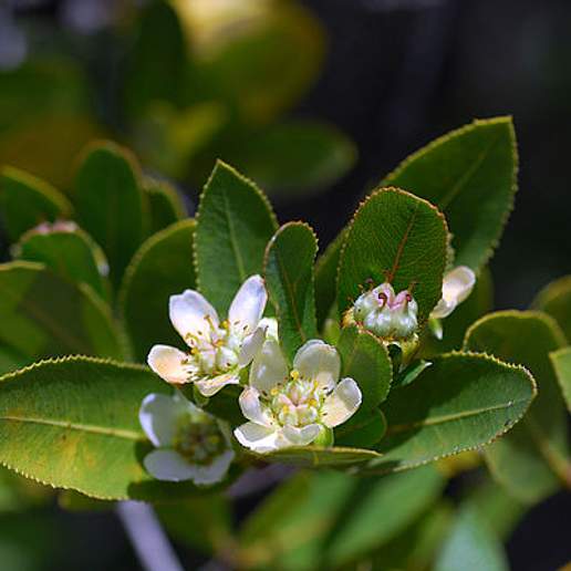 Kageneckia Crataegifolia