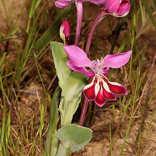 Lapeirousia Jacquinii