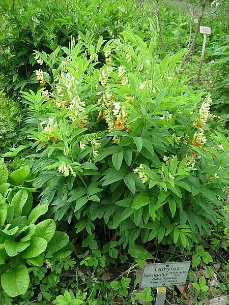 Lathyrus Laevigatus