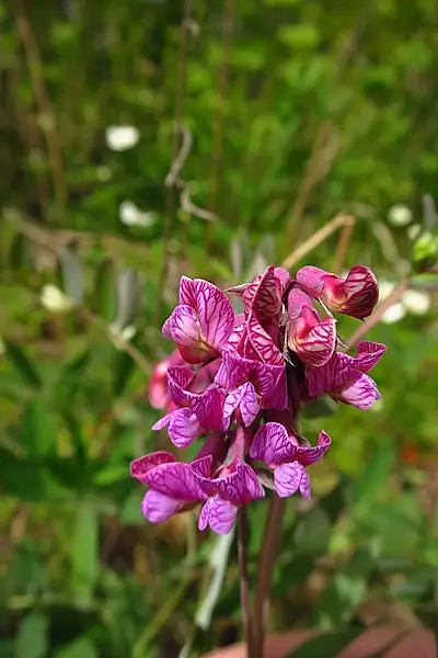 Lathyrus pisiformis