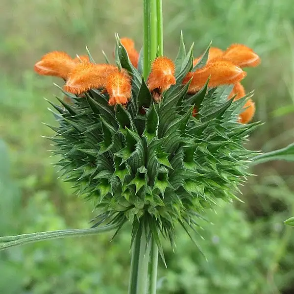Lion's Paw