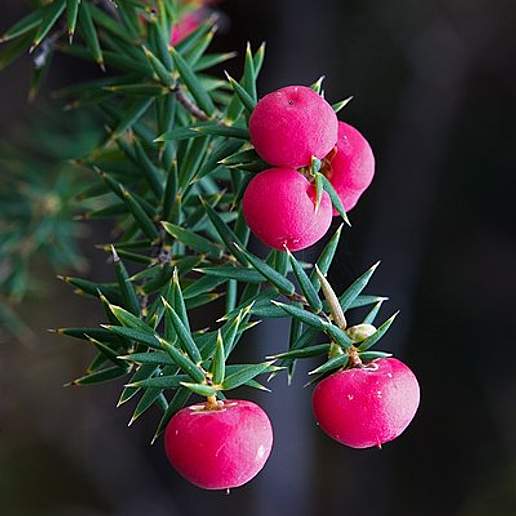 Leptecophylla Juniperina