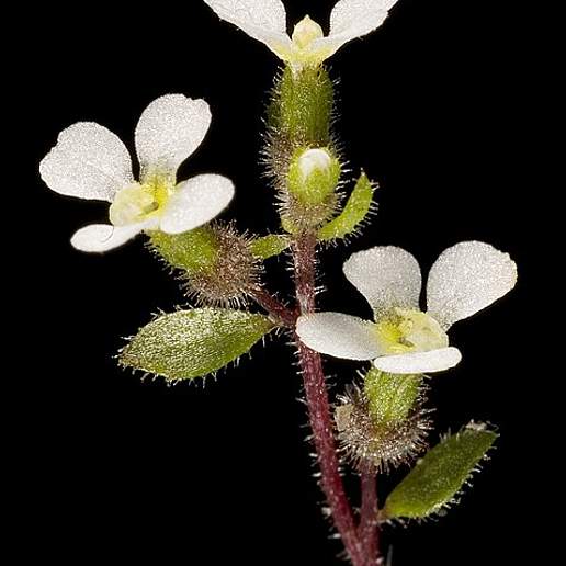 Levenhookia Creberrima