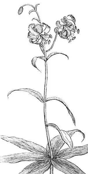 Lilium Debile