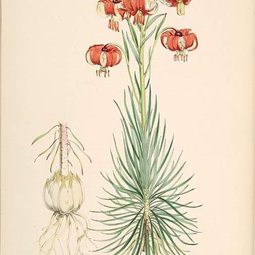 Minor Turk's Cap Lily