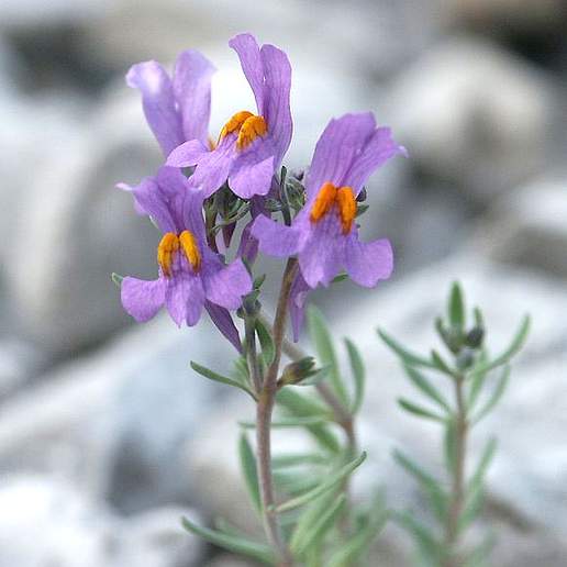 Linaria Alpina