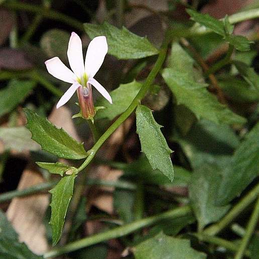 Lobelia purpurascens