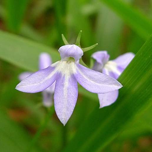 Lobelia Trigonocaulis