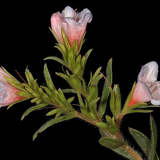 Echium Fruticosum Minor