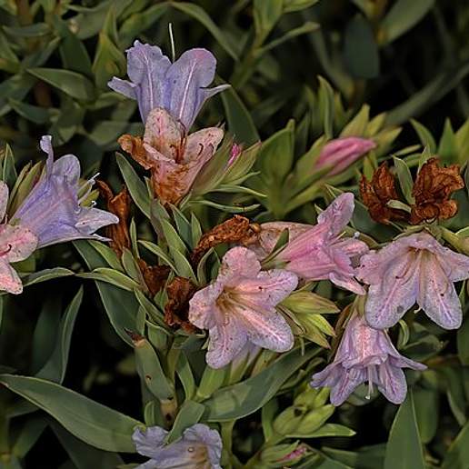 Lobostemon Glaucophyllus