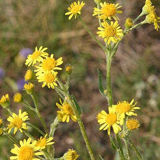 Senecio Integrifolius Fauriei