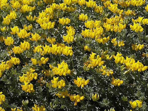 Bird's Foot Trefoil