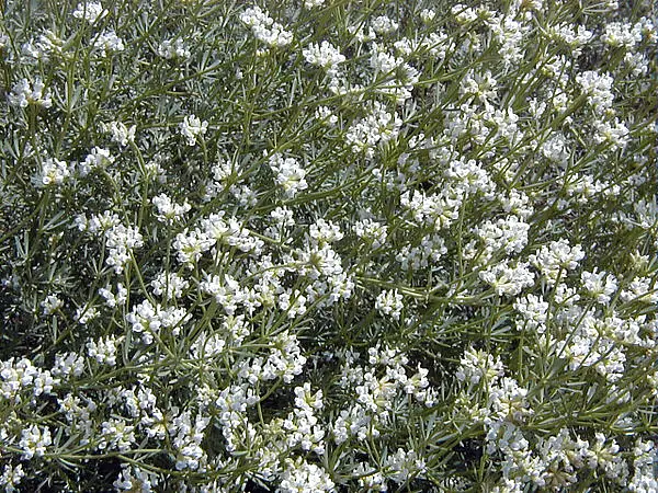 Dorycnium Amani