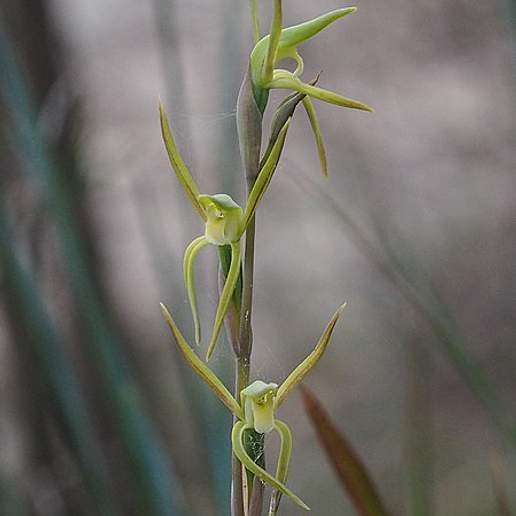 Leptoceras Sulphurea