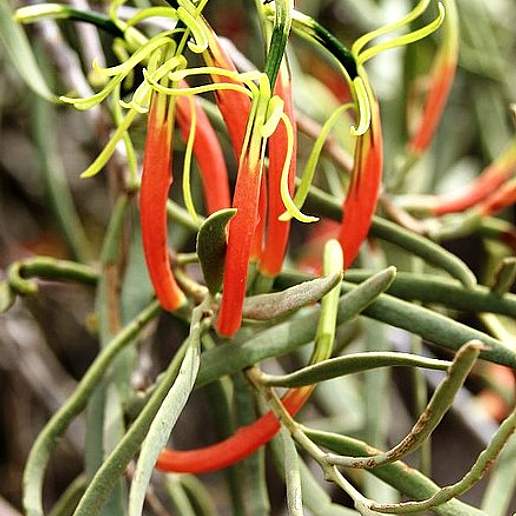 Loranthus Diamantinensis