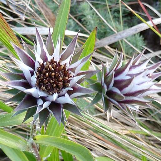 Dicoma Zeyheri Zeyheri