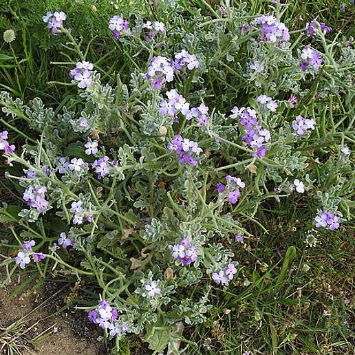Matthiola Tricuspidata Arcuata