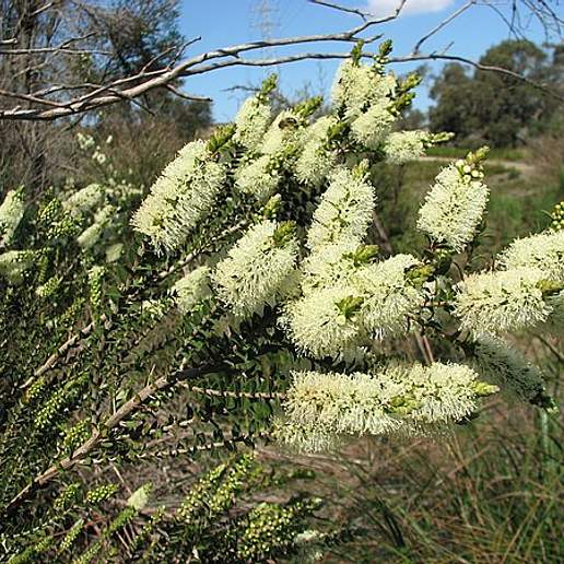 Melaleuca Squarrosa
