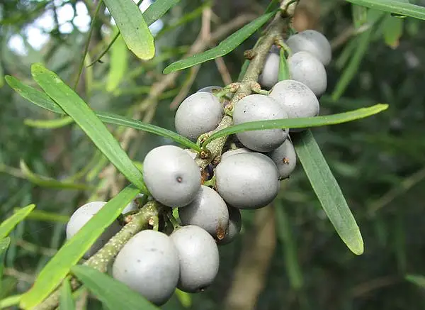 Solenantha Spinosa