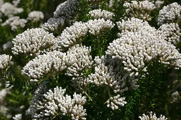 Metalasia Cymosa