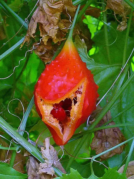 Balsam Apple