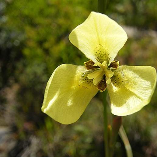 Moraea Tricuspis Lutea