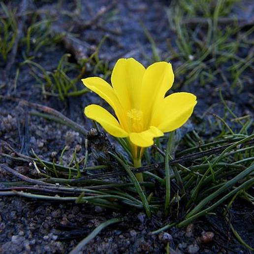 Moraea Fugacissima
