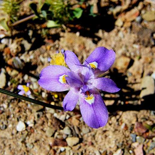 Helixyra Rogersii