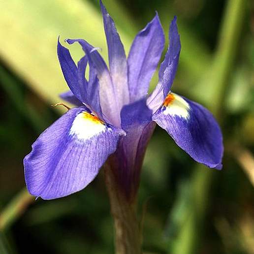 Moraea Sisyrinchium