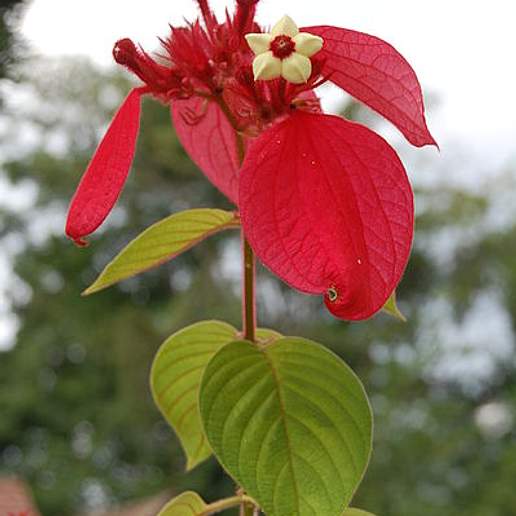 Red Flag Mussaenda