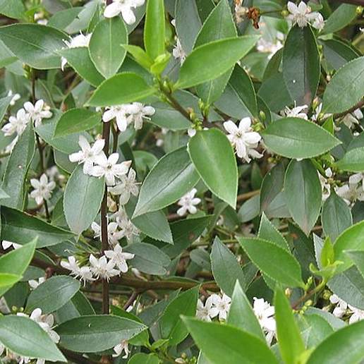 Myoporum Petiolatum