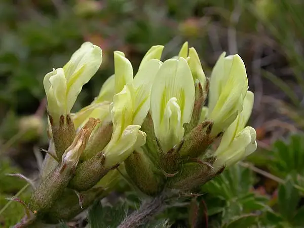 Yellow Oxytropis