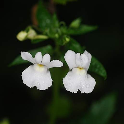 Nemesia Floribunda