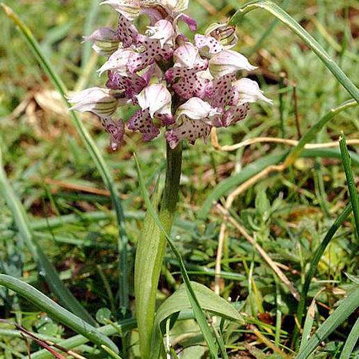 Orchis Tridentata Tenoreana