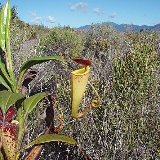 Madagascar Pitcher Plant