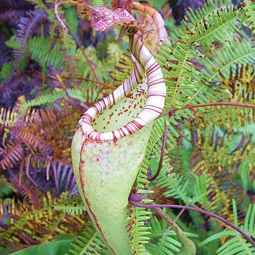 Great Pitcher Plant